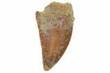 Serrated, Raptor Tooth - Real Dinosaur Tooth #219624-1